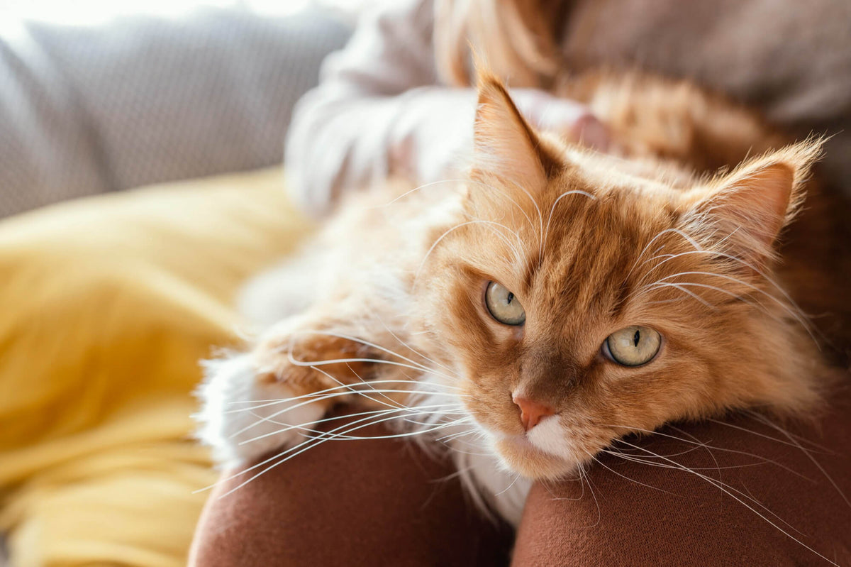 Edad gatos