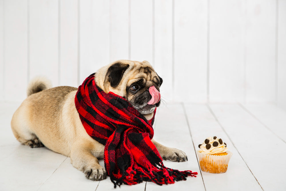 Perro bulldog comiendo chocolate