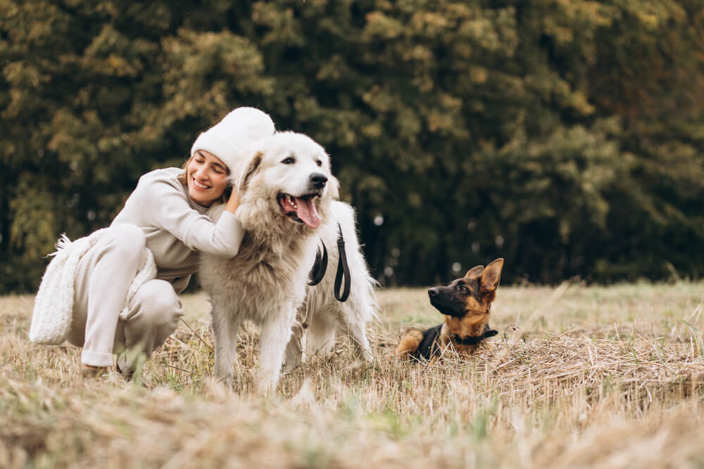 Pienso para perros senior