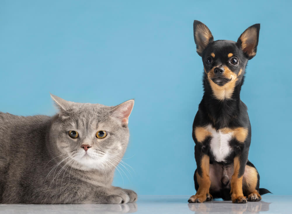 presentar perro gato