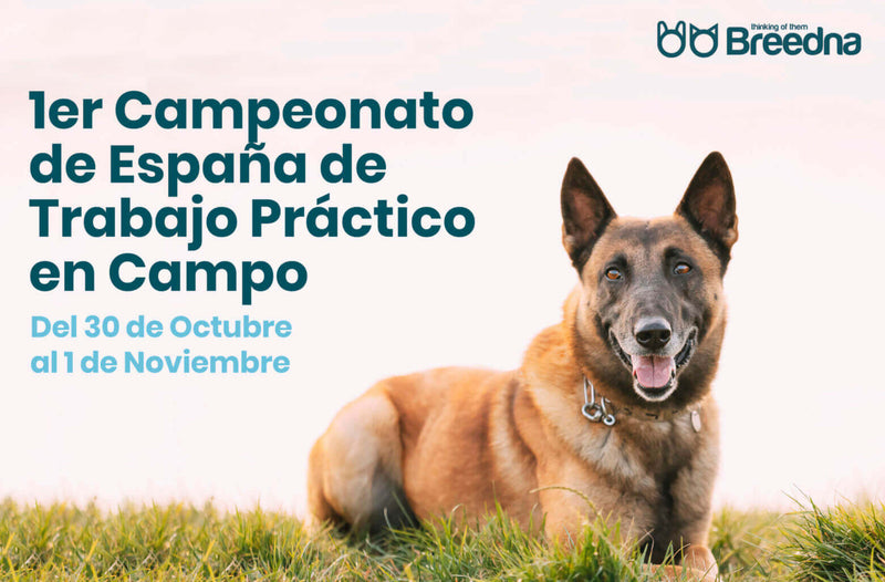 CAMPEONATO DE TRABAJO PRÁCTICO ESPAÑA