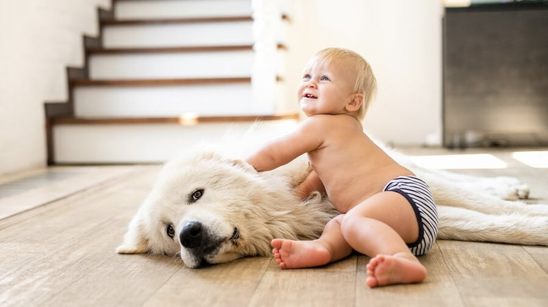 Prepara a tu perro para la llegada de tu bebé