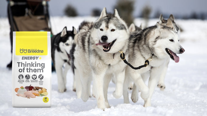 Energy+: Especialmente diseñado para perros deportistas