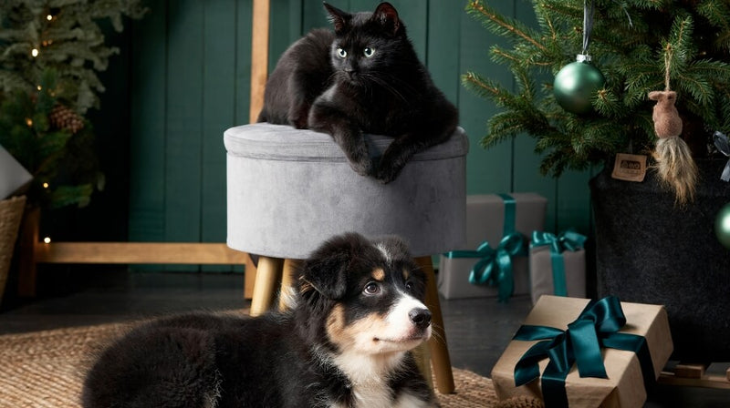 Navidad y mascotas, ¡te damos ideas para que todos las viváis felices!