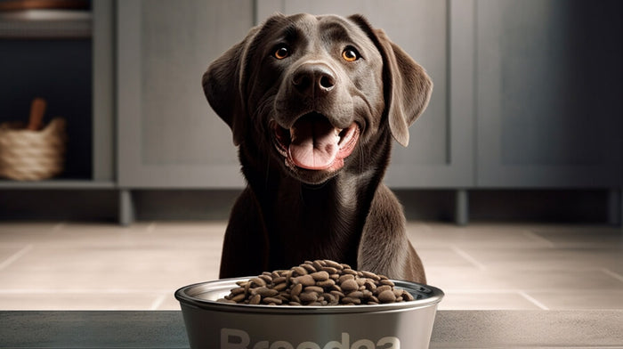 Dieta Barf o Pienso seco: ¿cuál es la mejor alimentación para mi mascota?