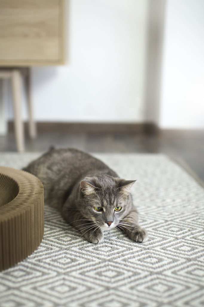 gato jugando II