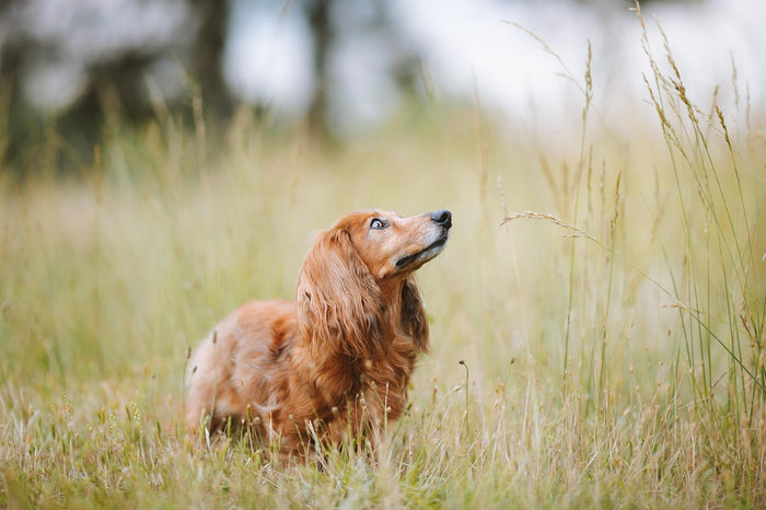 perro en el campo
