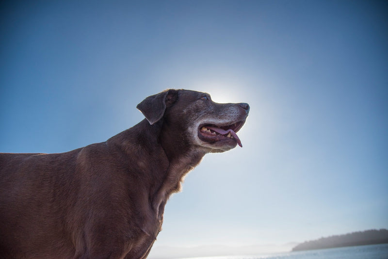 Les besoins nutritionnels du chien senior : comment adapter son alimentation