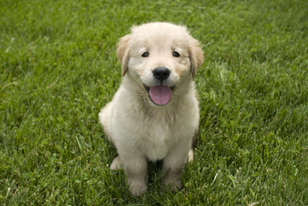 perro cachorro II