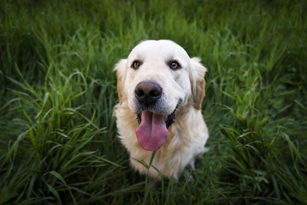 perro hierba I
