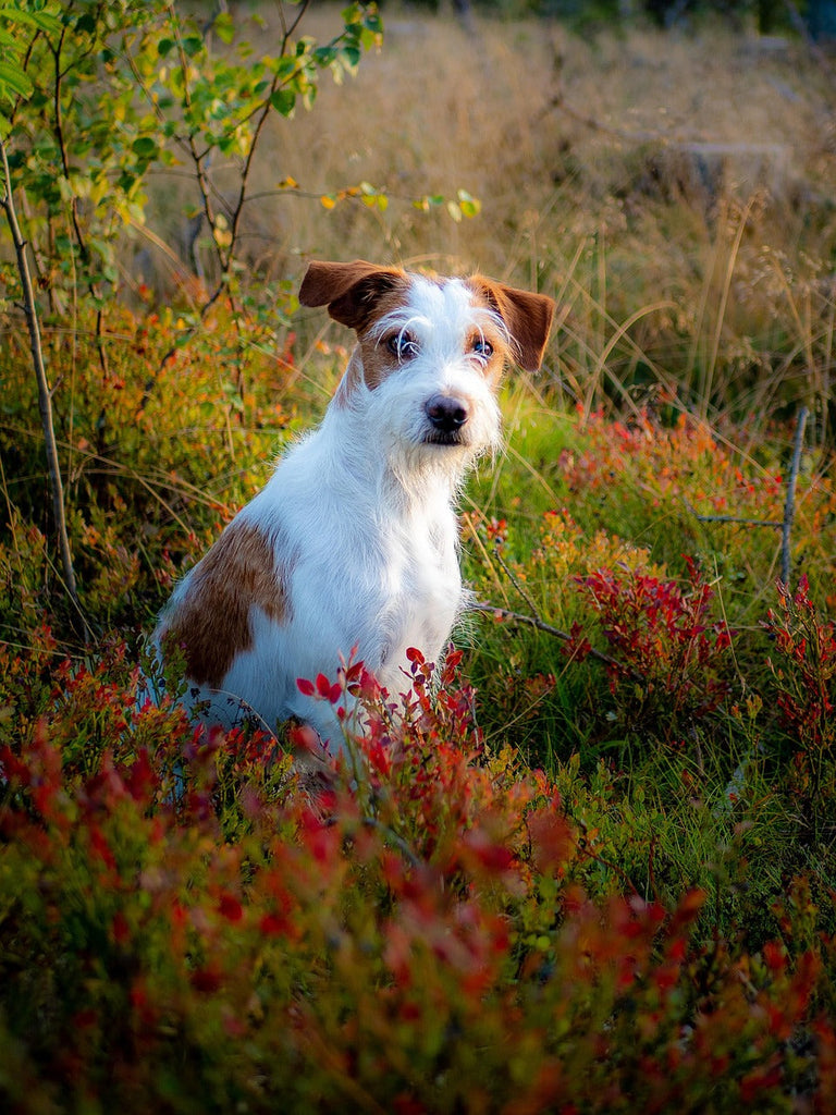 perro otoño II