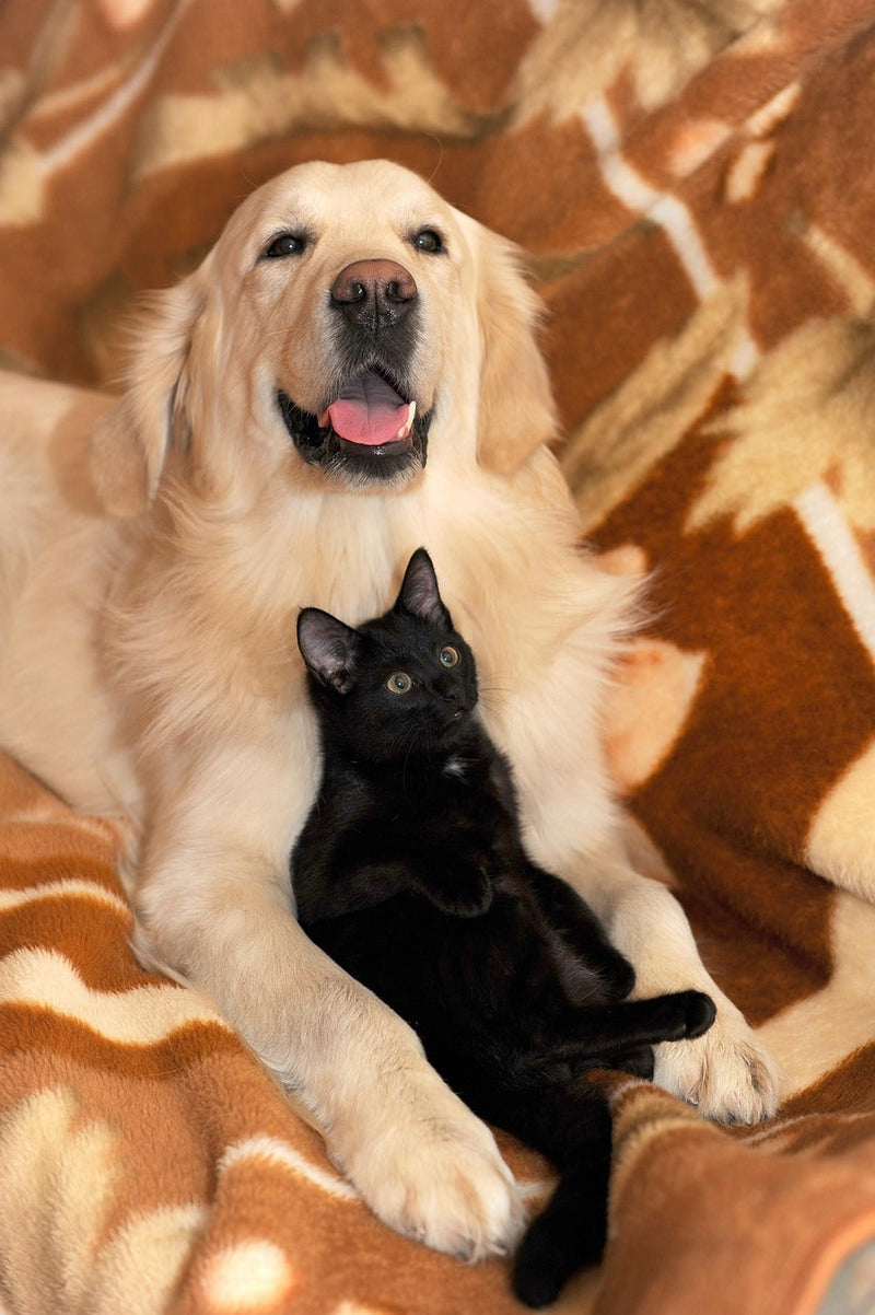 perro y gato sofá