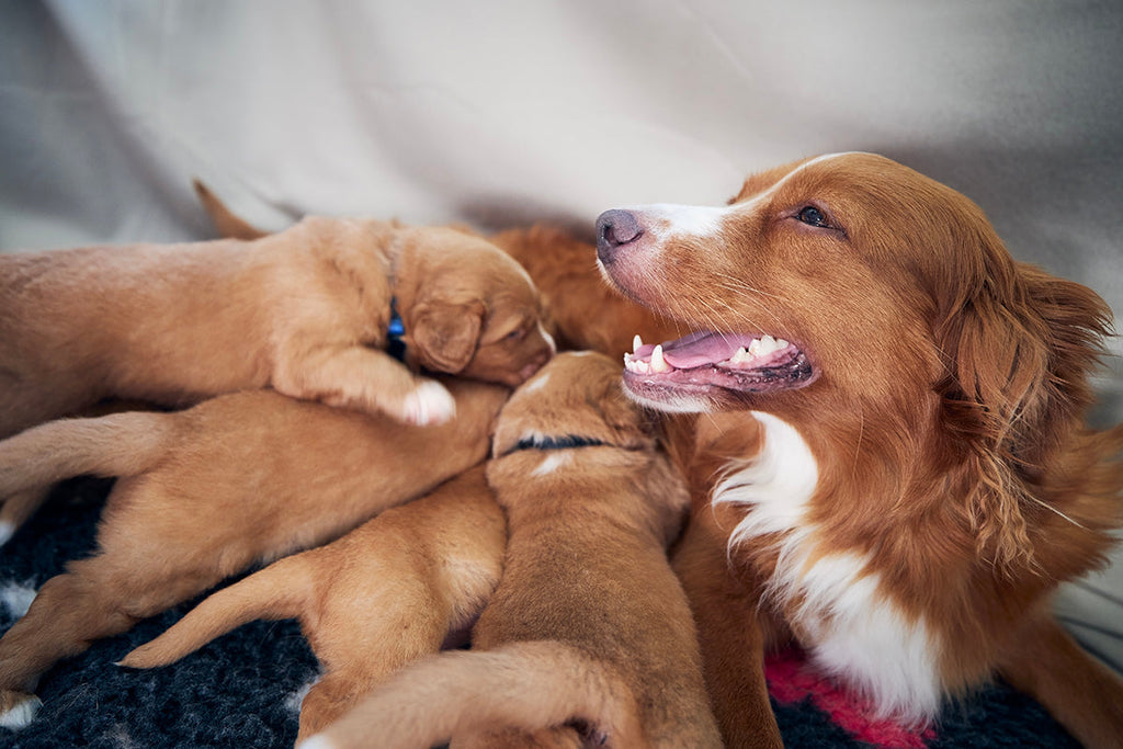 Adaptar la alimentación de tu mascota según su edad