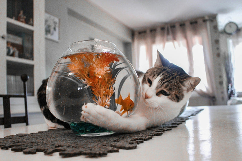 Alimentation féline : peut-on donner du poisson à son chat ?