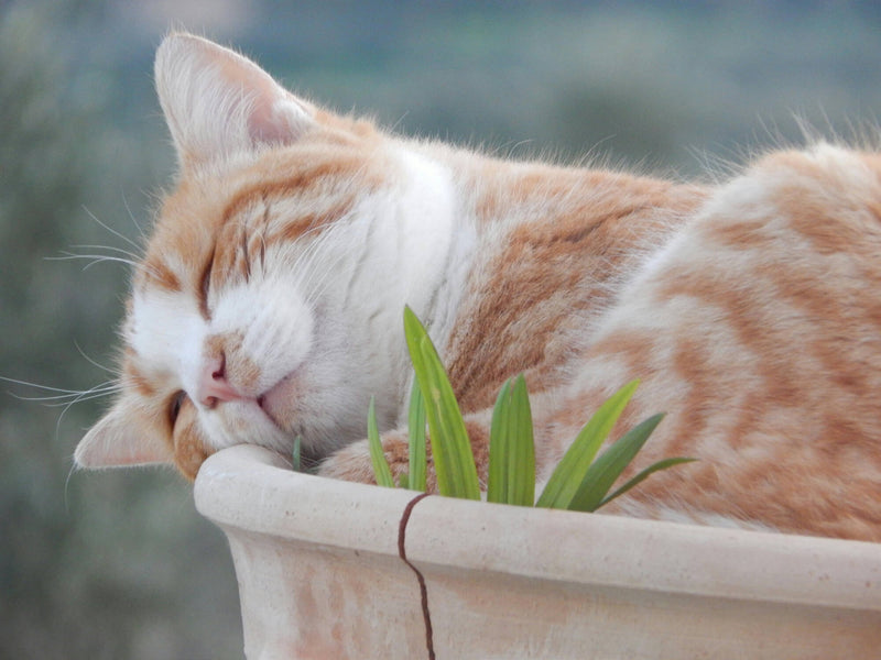 hierba gatera para gatos
