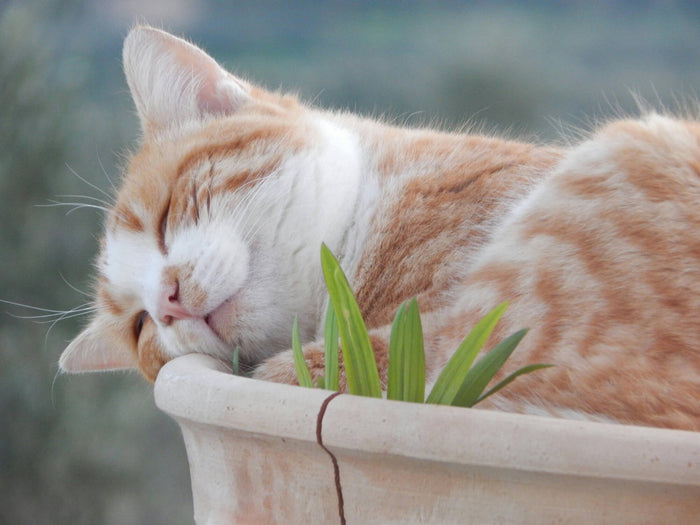 hierba gatera para gatos