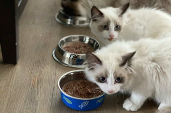 Comment choisir une pâtée pour chat selon son âge et son poids ?