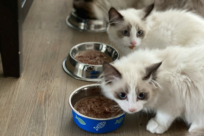 Comment choisir une pâtée pour chat selon son âge et son poids ?