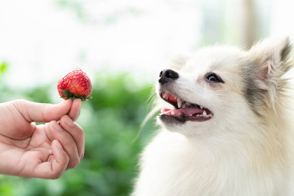 Que frutas pueden comer los perros