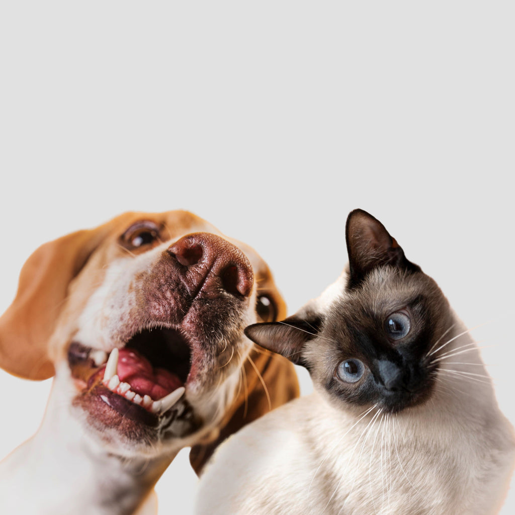 perro y gato mirandose
