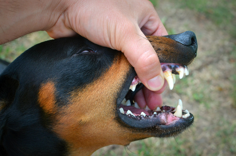 Limpieza dental perros