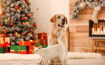 Idées de cadeaux de Noël originaux pour chiens et chats
