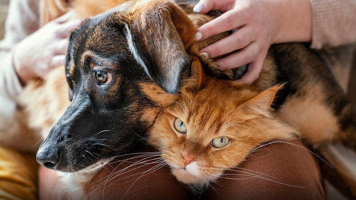 Perro y gato con su dueña