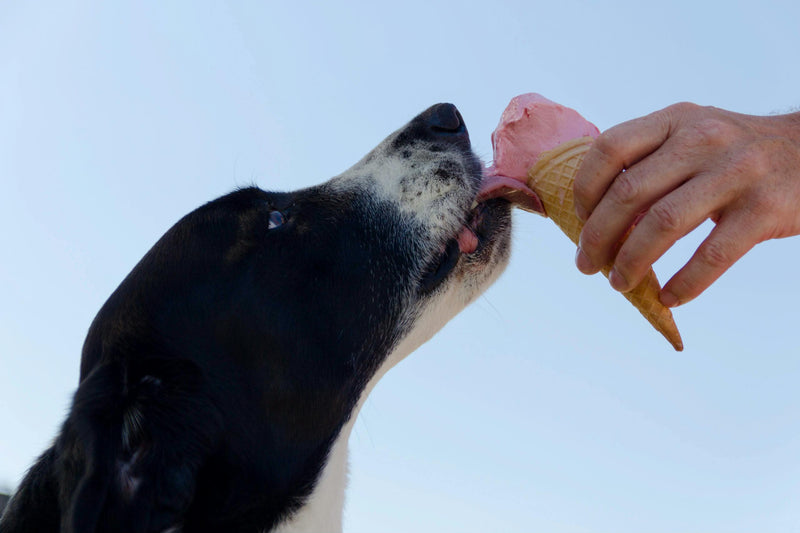 perro comiendo helado