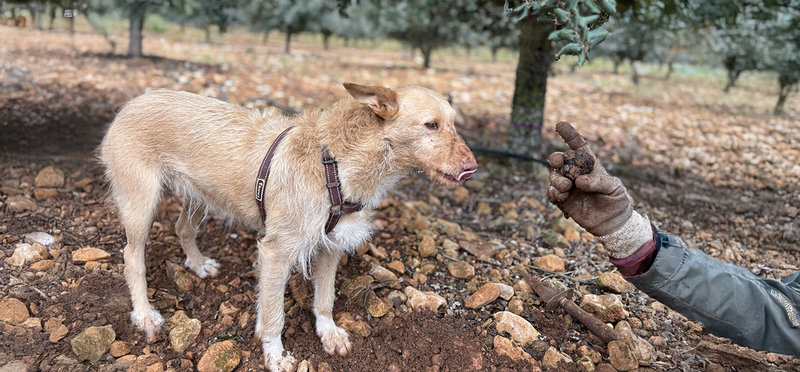 El arte de la truficultura: cómo Ana y Javier cosechan el tesoro oculto bajo tierra con la ayuda de sus perros