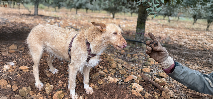 El arte de la truficultura: cómo Ana y Javier cosechan el tesoro oculto bajo tierra con la ayuda de sus perros