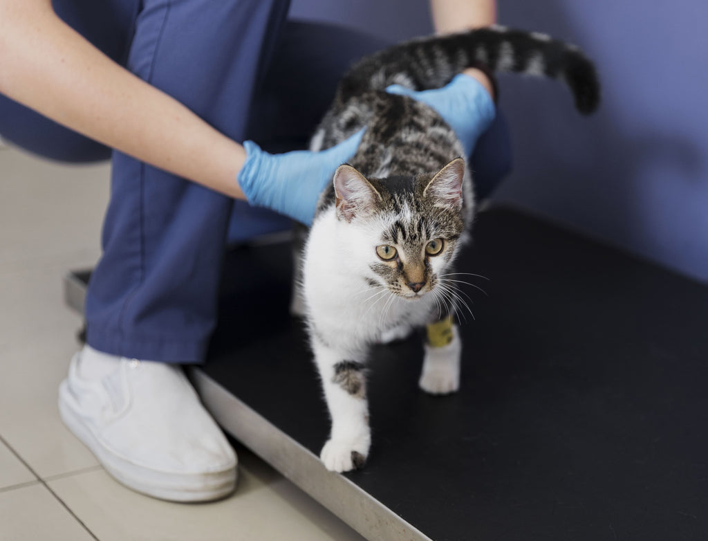 gato esterilizado 1