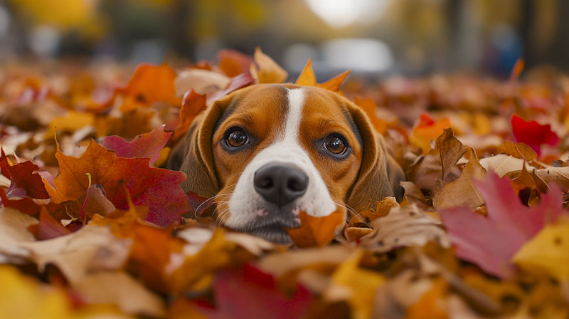 perro otoño 2