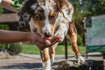 Mon chien ne boit pas assez : comment favoriser son hydratation ?